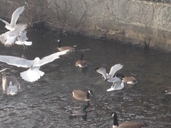 Larus delawarensis