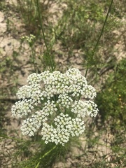 Bifora americana