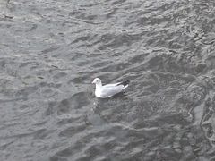 Larus delawarensis
