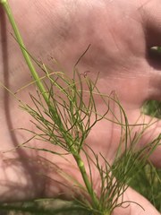 Bifora americana