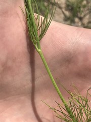Bifora americana