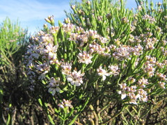 Veronica cupressoides