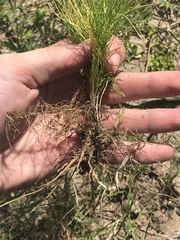 Bifora americana