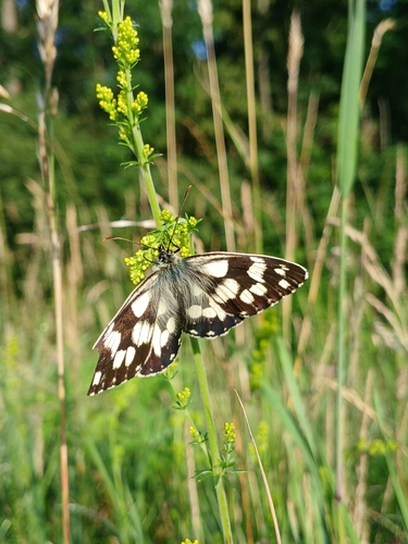 Marbled White