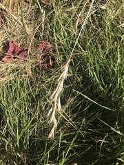 Rytidosperma racemosum