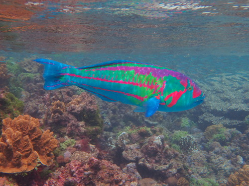 Green-blocked wrasse (Thalassoma purpureum) — Labridae — 4