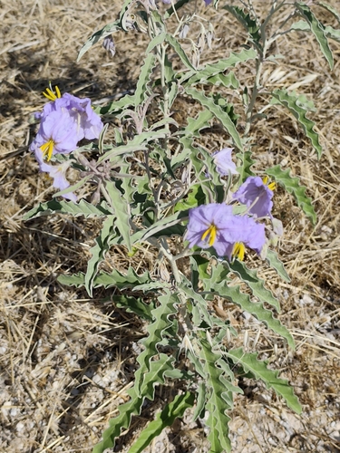 silverleaf nightshade