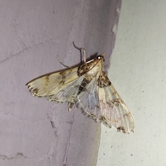 Azochis rufidiscalis