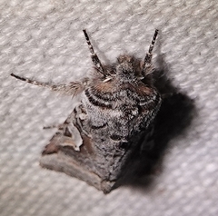 Stretchia plusiaeformis