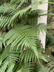 Cyathea cooperi