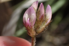 Astragalus didymocarpus