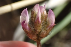 Astragalus didymocarpus