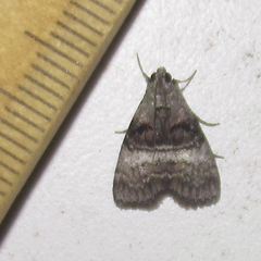 Pococera melanogrammos