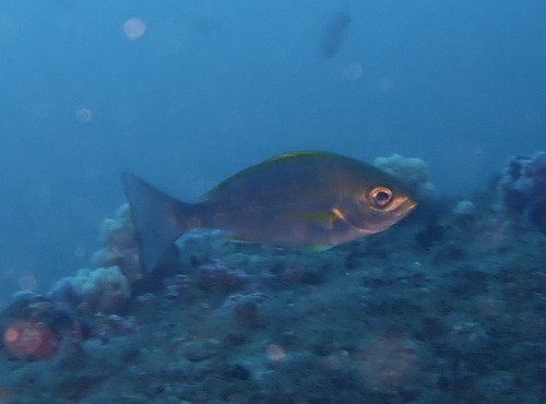Parapristipoma trilineatum observed 2026-06-19