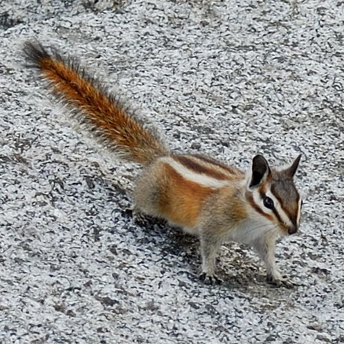 Lodgepole Chipmunk (Neotamias speciosus) · iNaturalist