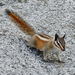 Lodgepole Chipmunk - Photo (c) Nicholas Turland, some rights reserved (CC BY-NC-ND)