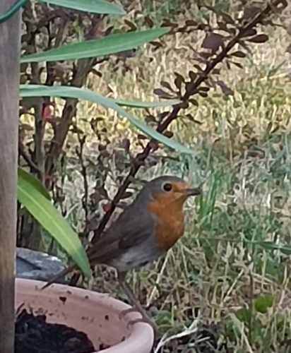European Robin