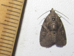 Pseudeustrotia indeterminata