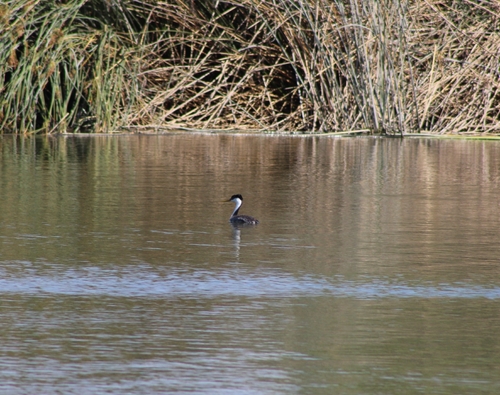 iNaturalist observation photo of Western Grebe