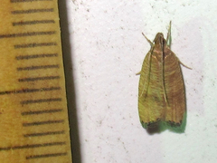 Psilocorsis cryptolechiella