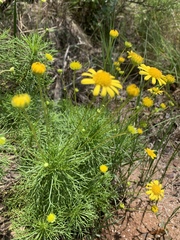 Euryops pedunculatus