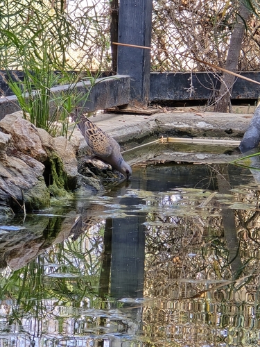 European Turtle-Dove