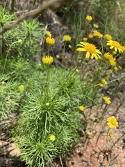 Euryops pedunculatus