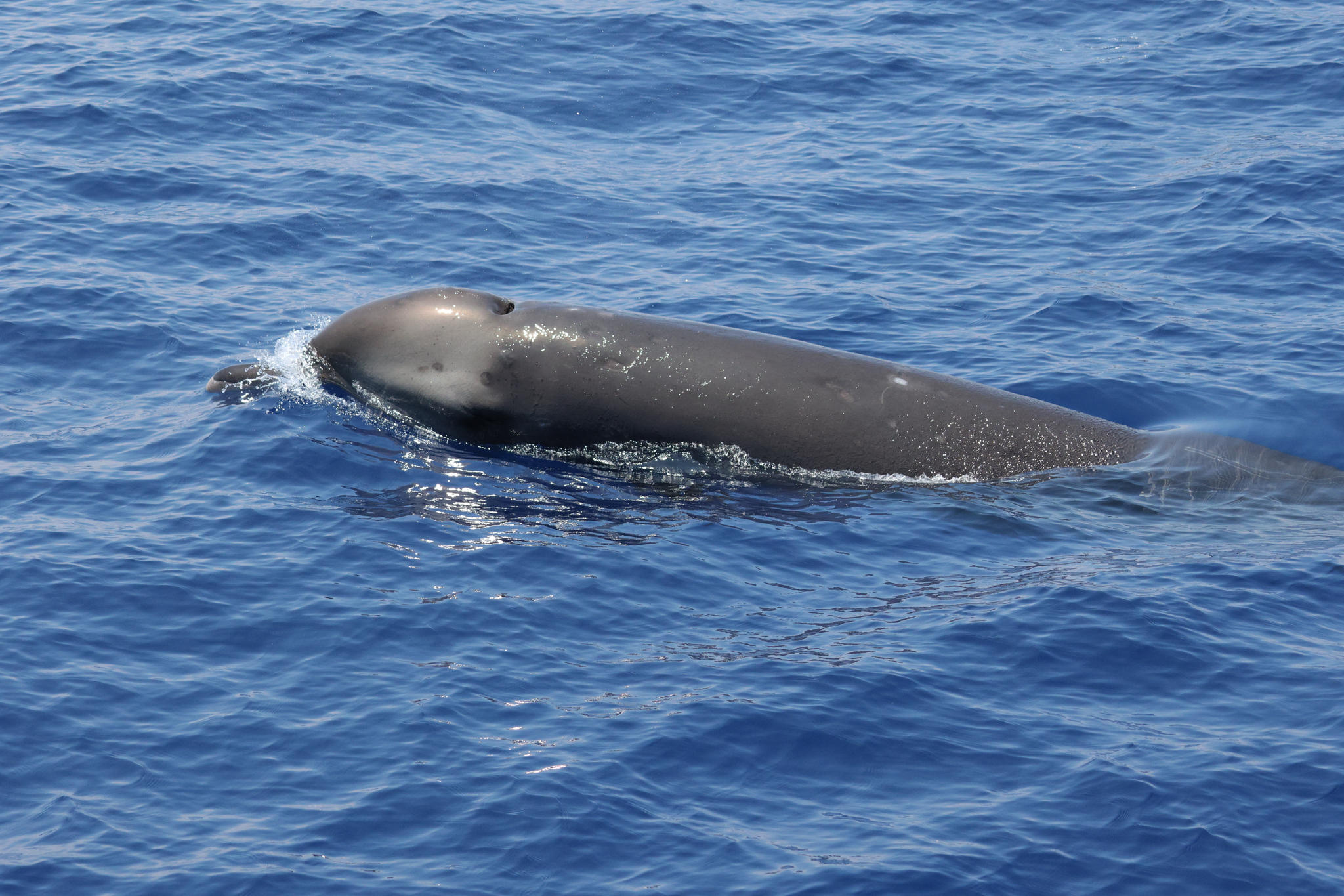 Indopacetus pacificus