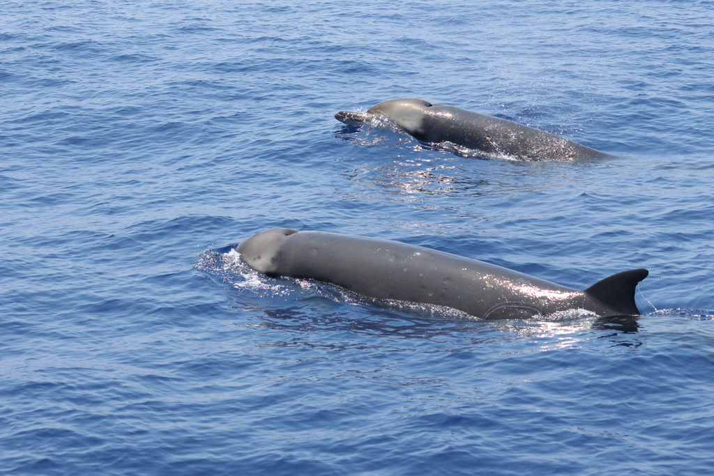 Tropical Bottlenose Whale