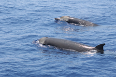 Tropical Bottlenose Whale photo 1