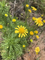 Euryops pedunculatus