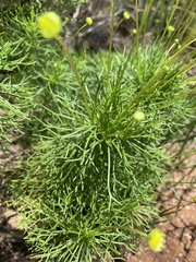 Euryops pedunculatus