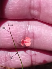 Microcharis phyllogramme