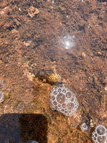 Leptastrea purpurea, 2026-06-03