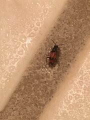 Anthocomus equestris