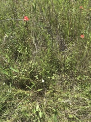 Mononeuria nuttallii