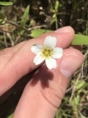 Mononeuria nuttallii