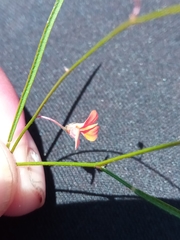 Microcharis phyllogramme