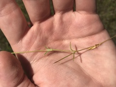 Mononeuria nuttallii