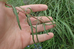 Oenothera serrulata