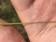 Mononeuria nuttallii