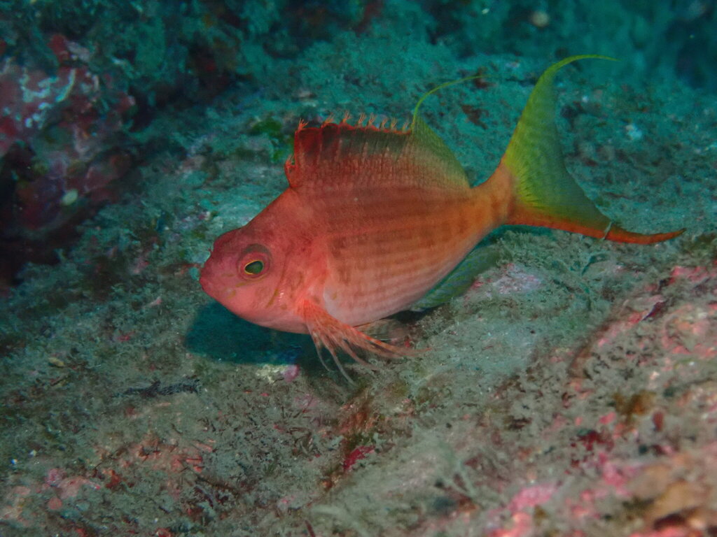 Swallowtail hawfish