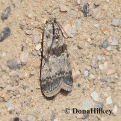 Ancylosis undulatella