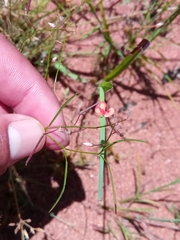 Microcharis phyllogramme