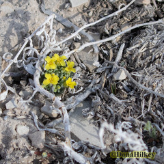 Physaria congesta