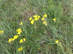 Oenothera berlandieri