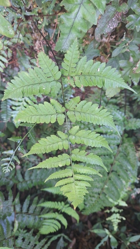 Dryopteris sparsa observed 2026-06-21