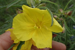 Oenothera serrulata