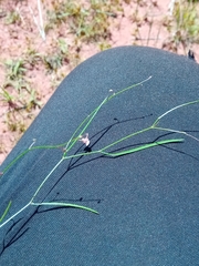 Microcharis phyllogramme