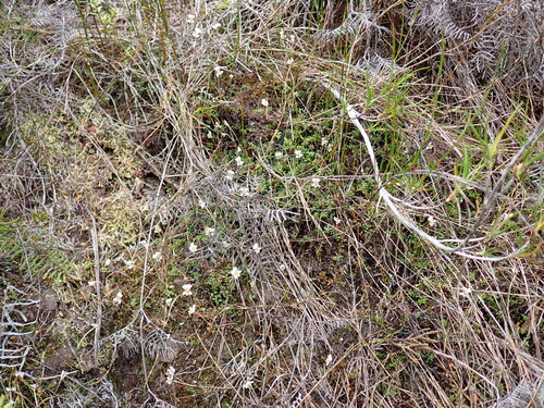 Euphrasia disperma observed 2026-02-10